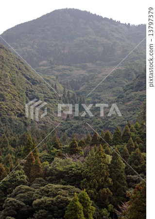 Forested coniferous trees 13797379