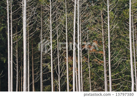 Coniferous forest 13797380