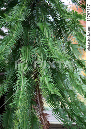 Jurassic tree Jurassic tree 13797387