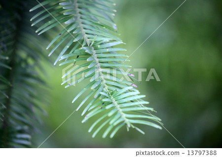 Jurassic tree 13797388