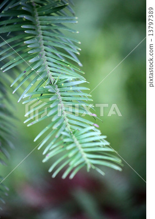 Jurassic tree 13797389