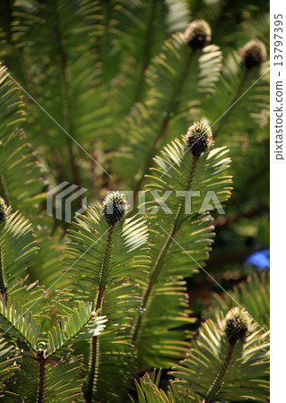 Jurassic tree Jurassic tree 13797395