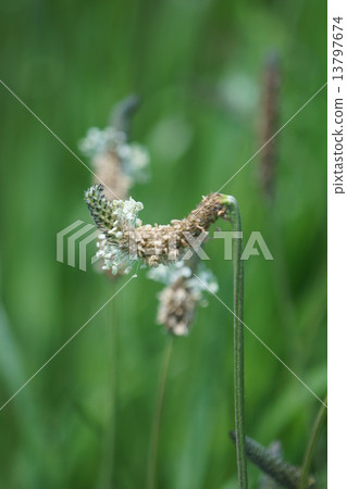 It is cute weed, but it is cute. It is cute weed, but it is cute. 13797674