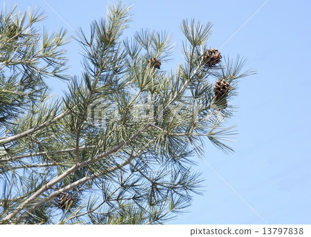 松果的松果 13797838