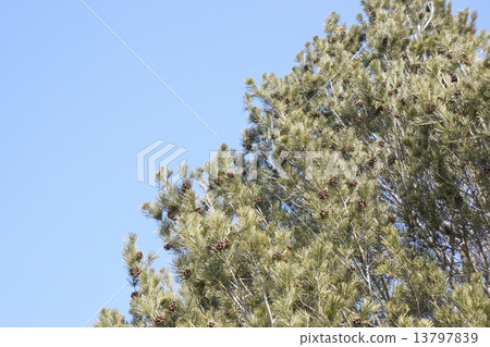Pine cones of pine cones 13797839