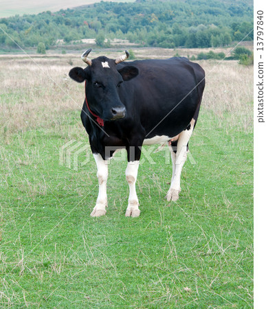 cow grazes 13797840
