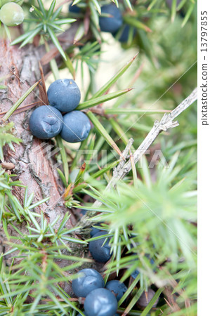 fruits of juniper fruits of juniper 13797855