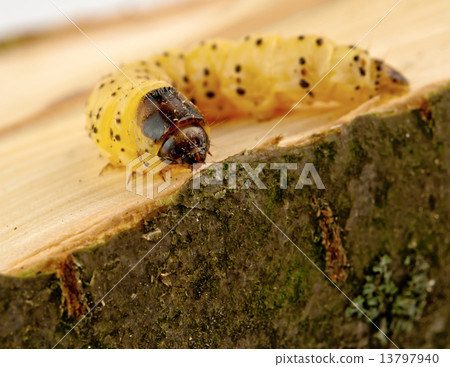 little woodworm little woodworm 13797940