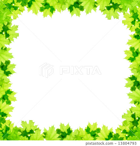 Frame of green maple leaves 13804793