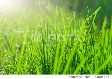 Green grass with sun background Green grass with sun background 13805153