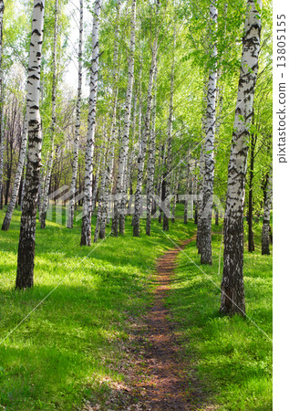 Footpath in birch grove Footpath in birch grove 13805155