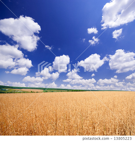 Wheat field under blue sky Wheat field under blue sky 13805223