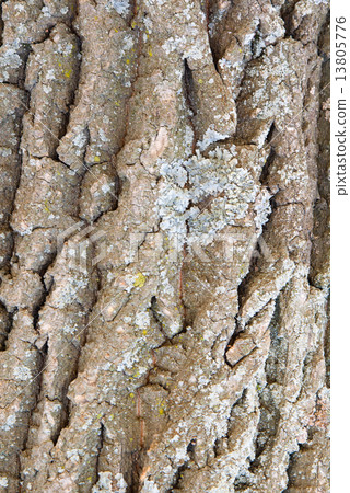 Bark of a tree a lichen 13805776