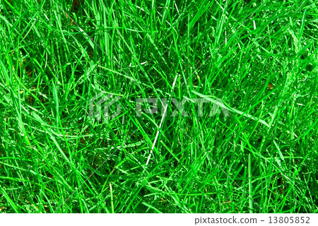 Green grass Green grass 13805852