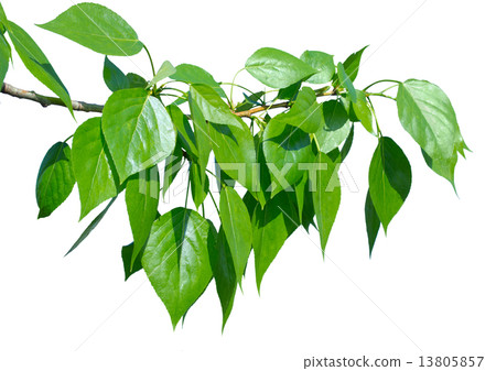 Green poplar leaves isolated 13805857