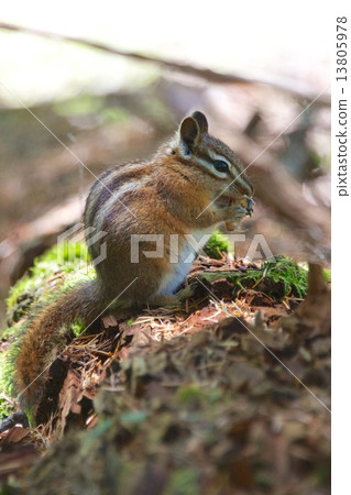Chipmunk Chipmunk 13805978