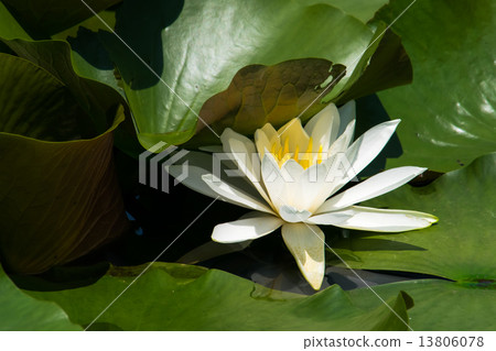 White water lily flower White water lily flower 13806078