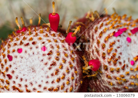 Meloactucus · Arnes tea, Clown cloud, Cactaceae, Brazil 13806079