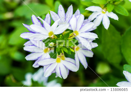 Scaevora Aeemra, Blue Fan Flower, southeastern Australia 13806085