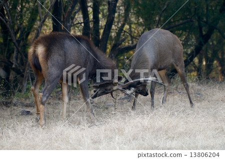 Two sambar deer fighting 13806204