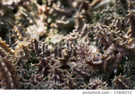 Fueria · zebrna, Red Democratic, Potato, Africa Southern 13806252