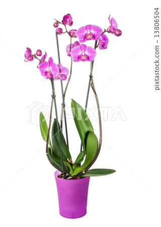 Orchid flower 13806504