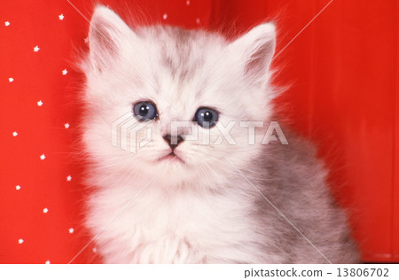 可愛的小貓 13806702