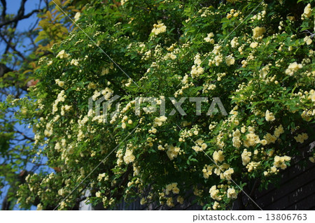 Kika Roses Mochikubara flower language is "chastity" Kika Roses Mochikubara flower language is "chastity" 13806763