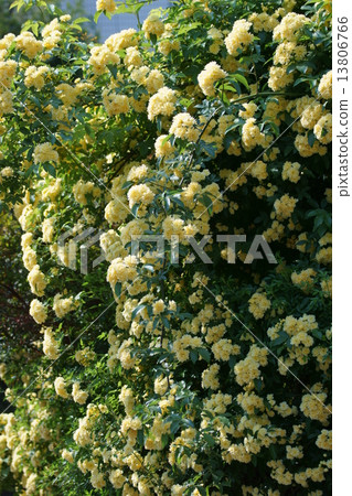Kika Roses Mochikubara The flower language is "a happy time when young" Kika Roses Mochikubara The flower language is "a happy time when young" 13806766