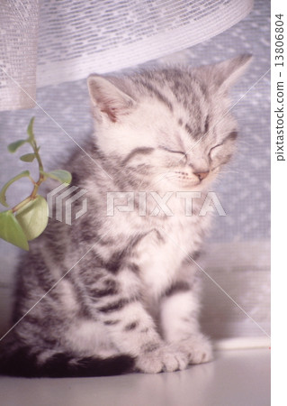 Cute kittens 13806804