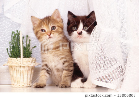 Cute kittens 13806805