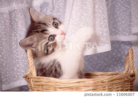 Cute kittens 13806807