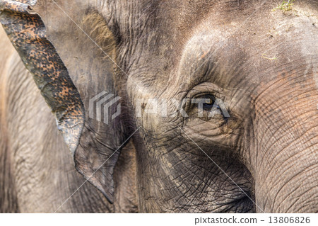 Close up view of elephant face Close up view of elephant face 13806826