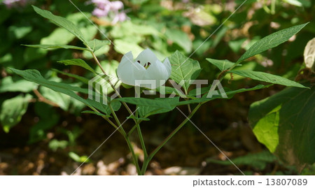 My name is Yamisho Shokuyama Yamakyakuyaku. 13807089