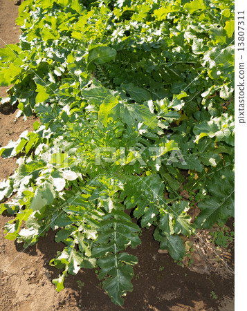 Radish field Radish field 13807311