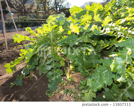 Radish field Radish field 13807313