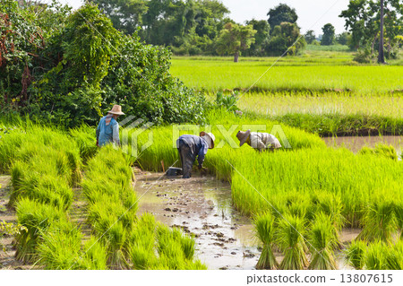Farmer in rice field, Thailand 13807615