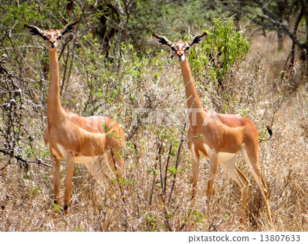 A pair of gerenuk 13807633