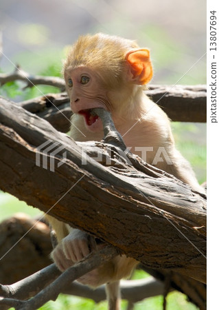 Baby rhesus macaque biting a branch 13807694
