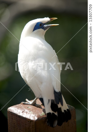 Bali myna bird singing on handrail post Bali myna bird singing on handrail post 13807709
