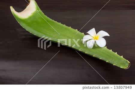 Aloe vera 13807949