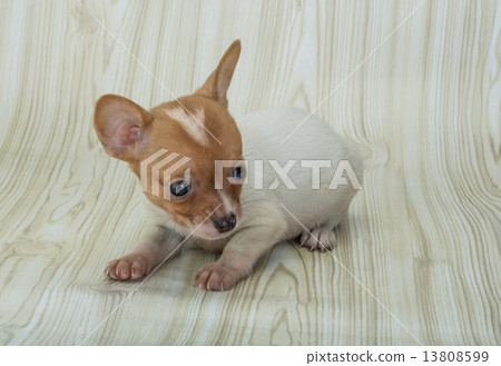 Chihuahua Chihuahua 13808599