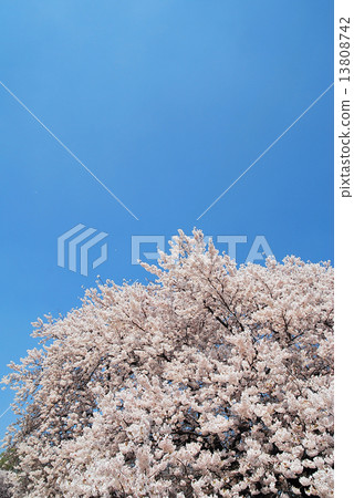 櫻花盛開 櫻花盛開 13808742