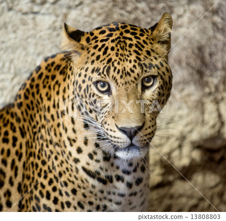 panther or leopard panther or leopard 13808803
