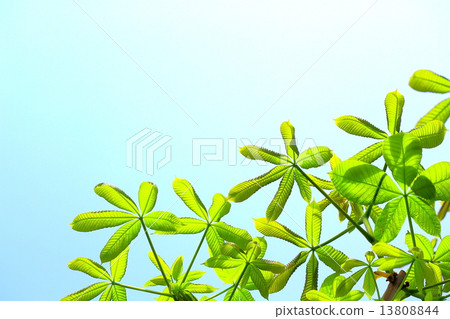 栃木縣的新葉子 13808844