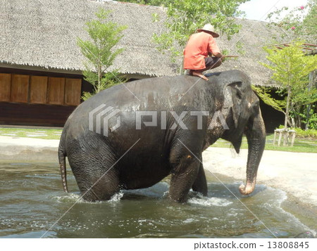 玫瑰園在泰國 13808845