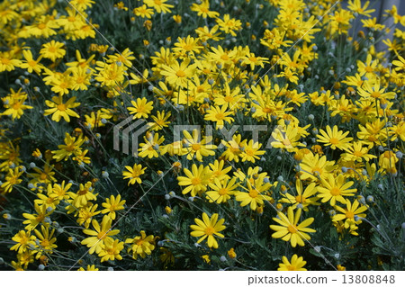 Lilyopus Daisy'Huasi'是一種'輕鬆的關係' 13808848