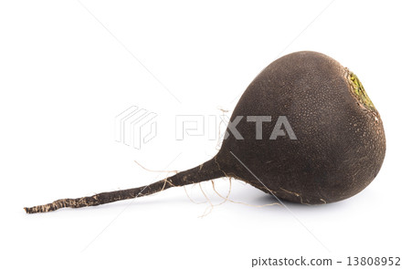Black radish Black radish 13808952