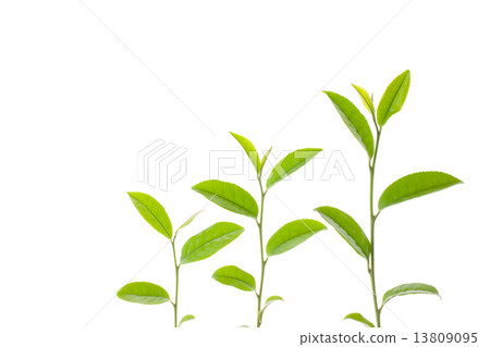 Tea leaves Tea leaves 13809095