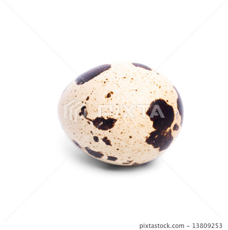 quail egg 13809253